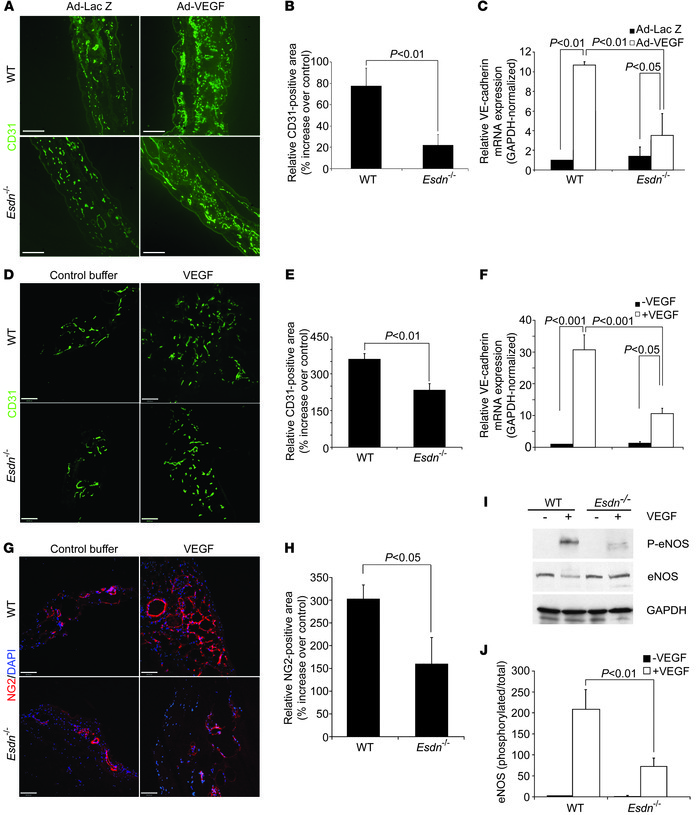 Attenuation of responses to exogenous VEGF in Esdn–/– mice.(A–C) Ear ang...