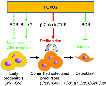 Model of the role of FOXOs in cells of the osteoblast lineage.
The model...