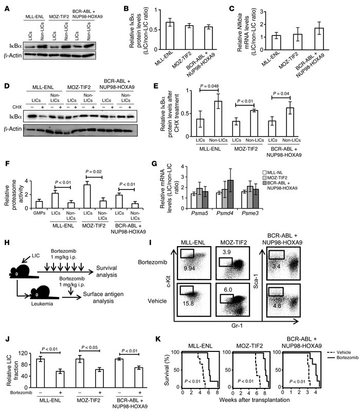 LICs have higher proteasome activity than non-LICs.
(A and B) Immunoblot...