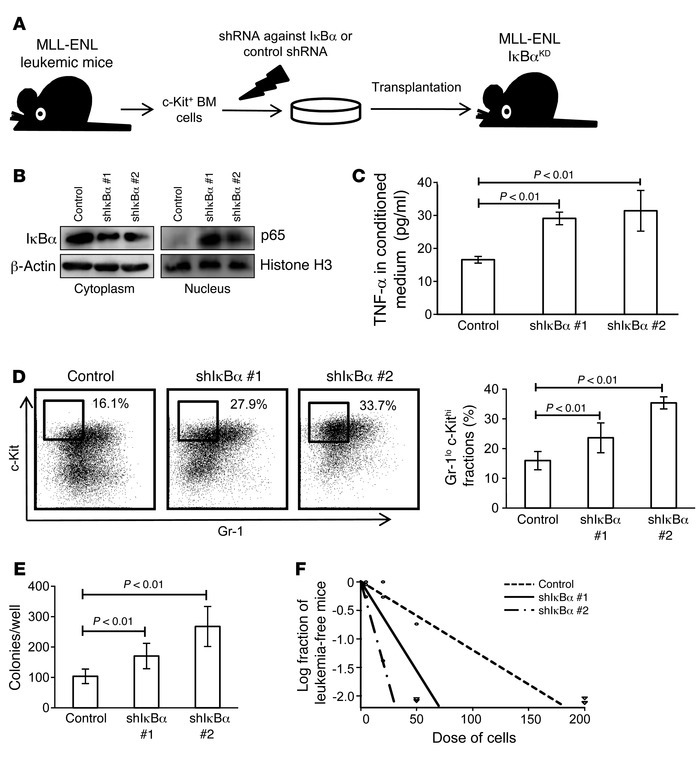 Forcible maintenance of NF-κB activity in leukemia cells enhances LIC fr...