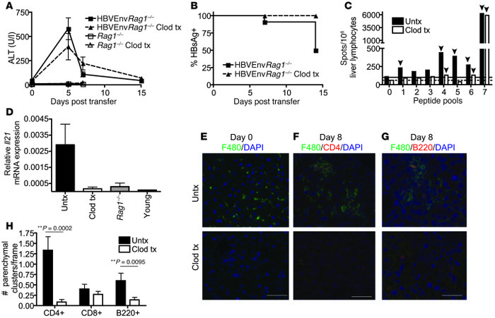Macrophage depletion leads to an immune response that correlates with ch...