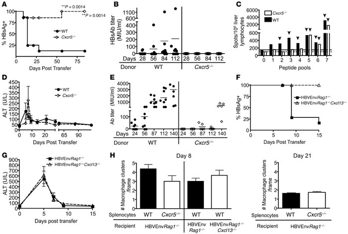 Absence of CXCR5 on donor splenocytes or CXCL13 in recipient mice impair...