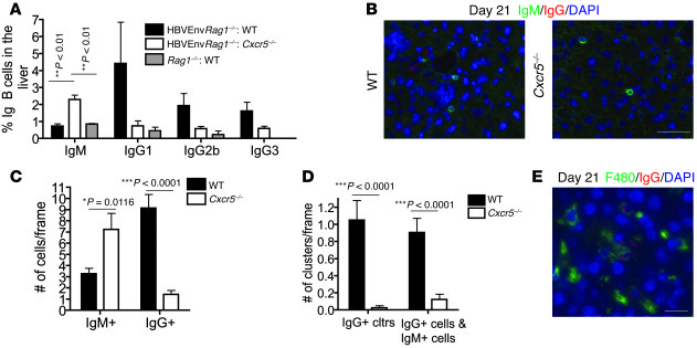 Absence of CXCR5 on donor splenocytes alters hepatic IgM+ and IgG+ B cel...