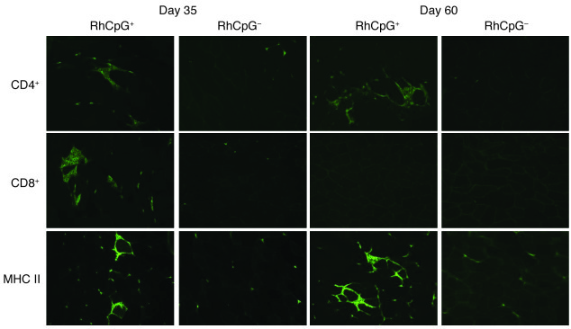 CpG-depleted AAVrh32.33LacZ vector transduction corresponds with minimal...