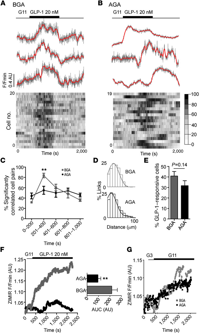 Gap junctions coordinate cell responses to GLP-1.
(A) BGA, an inactive a...