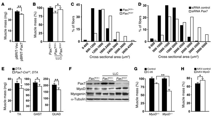 Muscle wasting in cancer cachexia is mediated through deregulation of Pa...