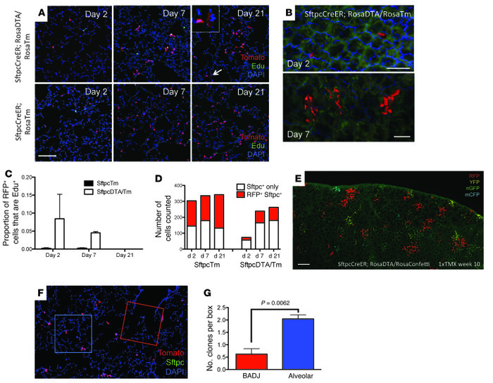 SFTPC+ cells proliferate clonally after targeted AEC2 depletion.
 
(A) L...