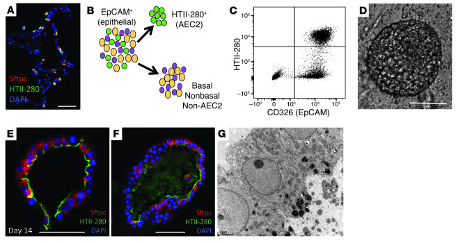 Human AEC2s form self-renewing colonies in 3D organoid culture.
(A) Immu...