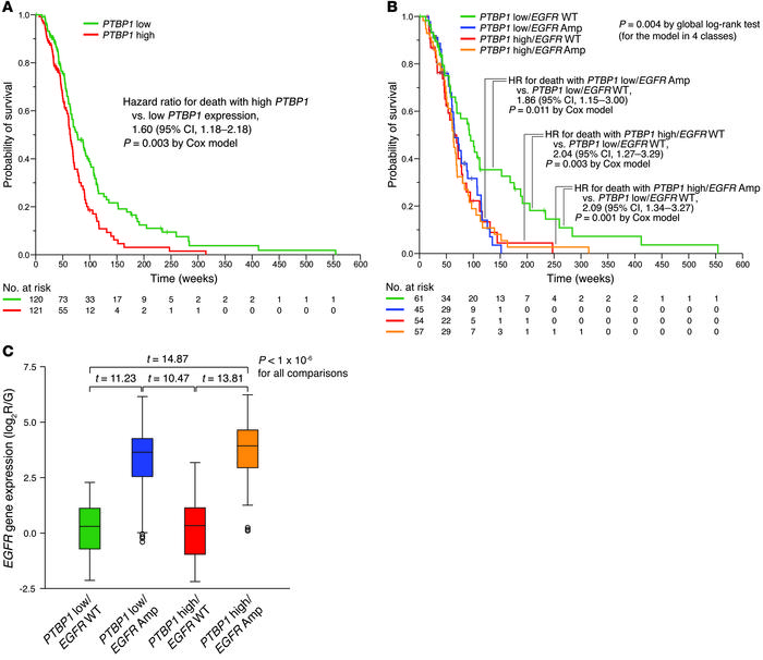 PTBP1 and EGFR have similar effects on clinical outcome.
(A) Kaplan-Meie...