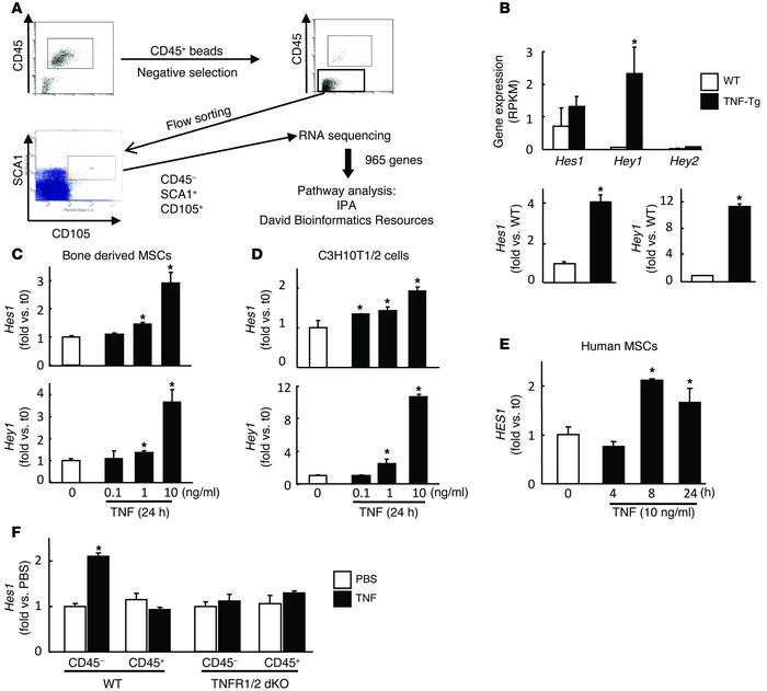 Increased expression of NOTCH target genes in MSCs from TNF-Tg mice and ...