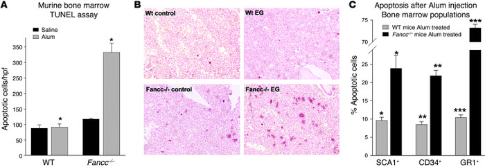 Alum injection induces apoptosis in the bone marrow of FANCC-deficient m...