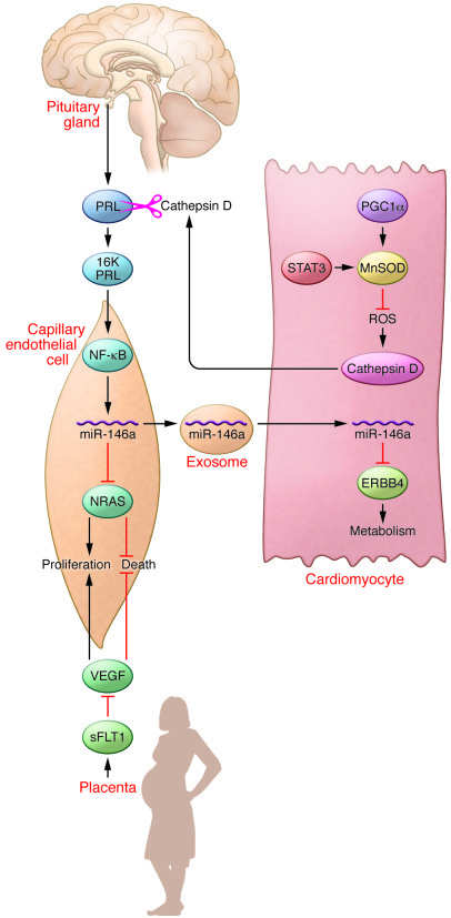 Interactions among multiple tissue compartments collude to cause PPCM.
M...