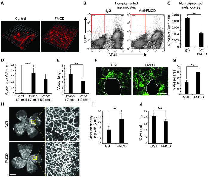 FMOD induces endothelial cell migration in vivo.
(A) HVMECs combined wit...