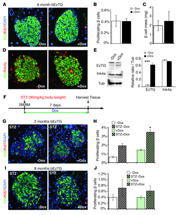 Activation of EZH2 expression using 8-month-old bEzTG mice did not show ...