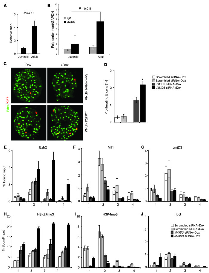 Knockdown of JmjD3 facilitates EZH2 recruitment to the Ink4a locus and i...