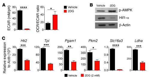Inhibition of glycolysis triggers activation of energy stress signaling,...