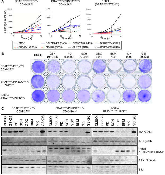 Melanoma-derived cell lines of mouse or human origin are sensitive to PI...