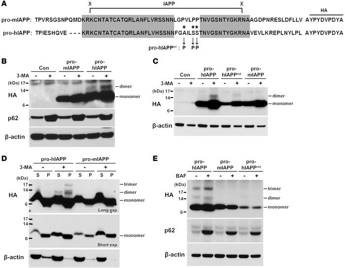 Pro-hIAPP dimer and trimer.
(A) Amino acid sequences of pro-IAPP used in...