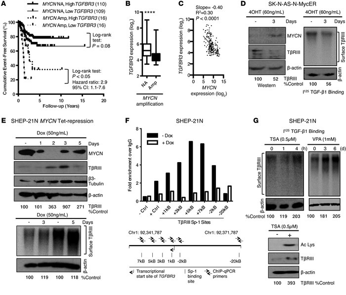 MYCN suppresses TβRIII expression.
(A) Analysis of event-free survival s...