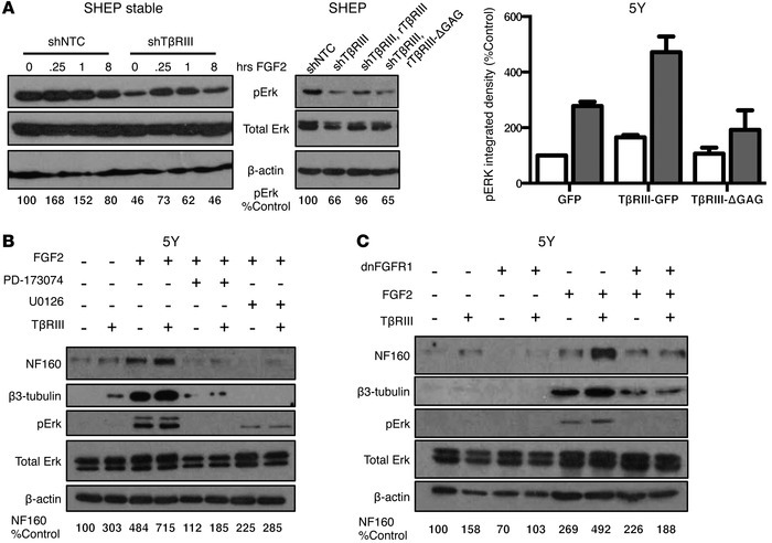 TβRIII enhances FGF2 signaling to promote neuronal differentiation.
Cell...