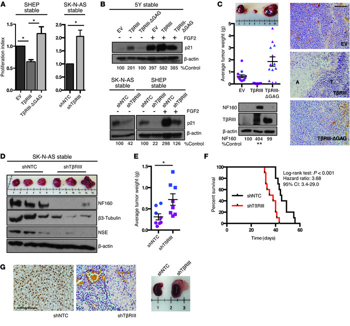 TβRIII promotes differentiation to suppress NB proliferation.
5Y, SHEP, ...