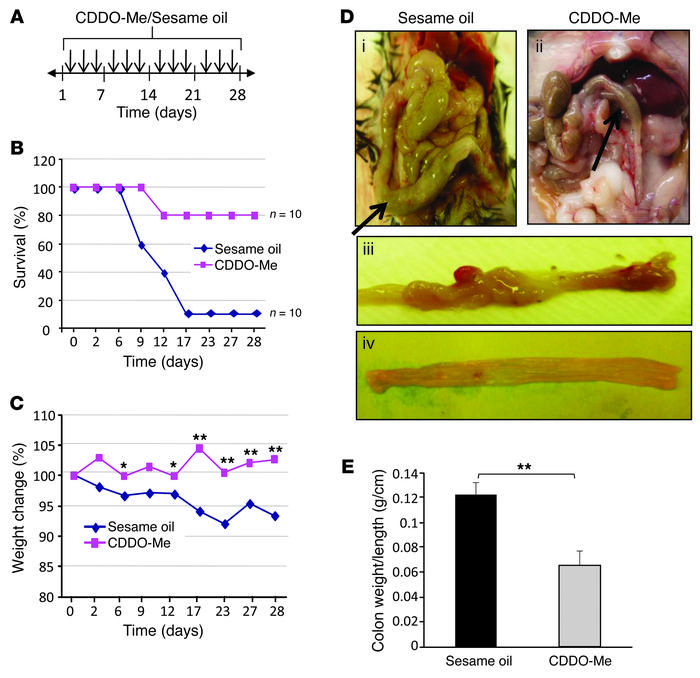 Oral administration of CDDO-Me suppresses mucosal inflammation in 8-mont...