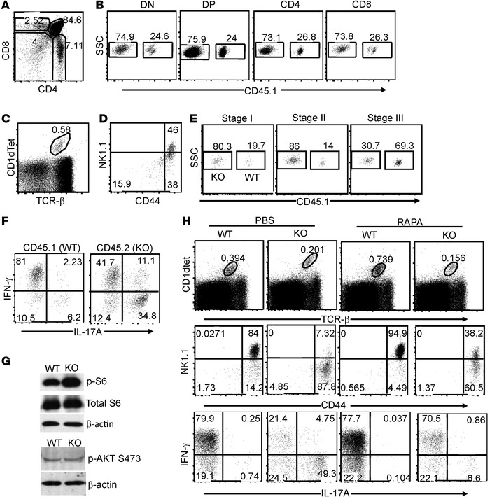 TSC1 inhibits mTORC1 to promote iNKT terminal maturation and iNKT-1 pred...