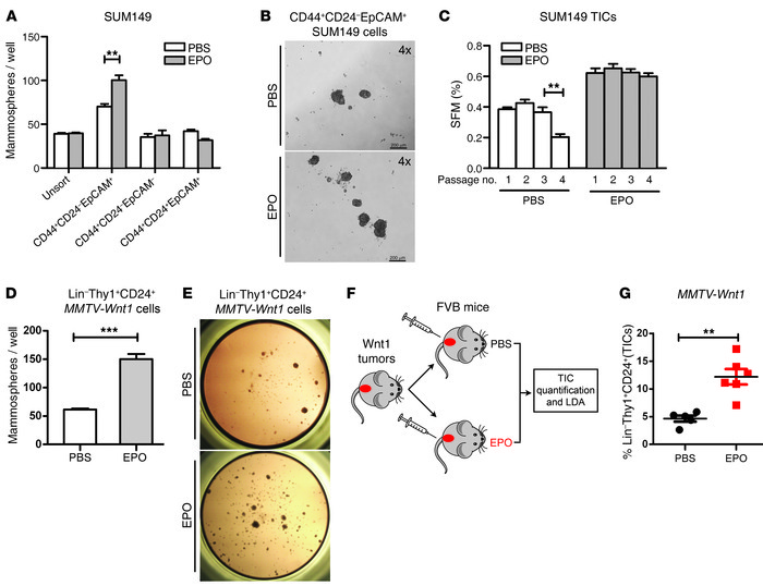 EPO promotes mammosphere formation, TIC self renewal, and expansion of T...