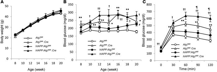 Physiological parameters after adjustment for body weight.
Atg7fl/fl (n ...