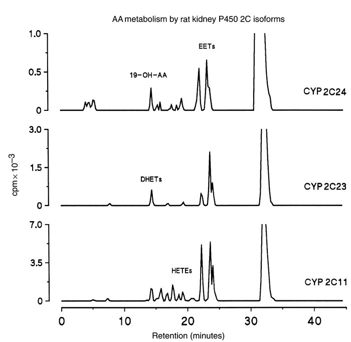 A comparative HPLC analysis of AA metabolism by recombinant kidney P-450...