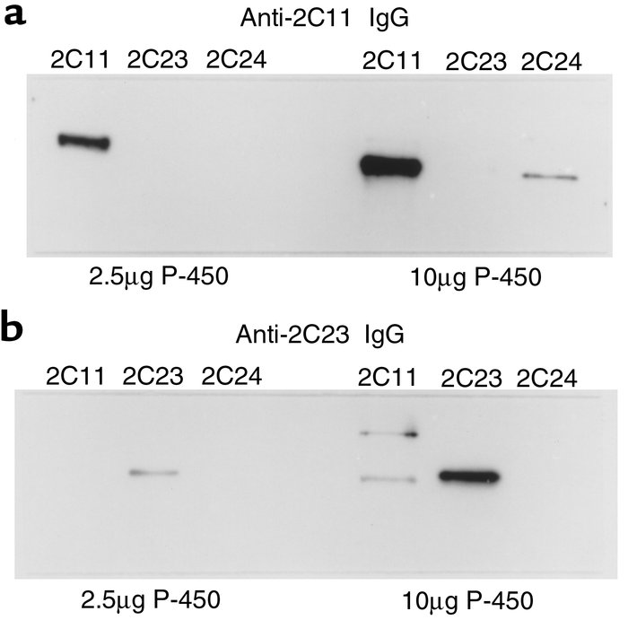 Immunoelectrophoresis of recombinant kidney P-450s 2C11, 2C23, and 2C24 ...