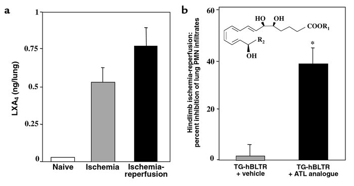 ATL inhibits PMN infiltration into lungs after hindlimb ischemia-reperfu...