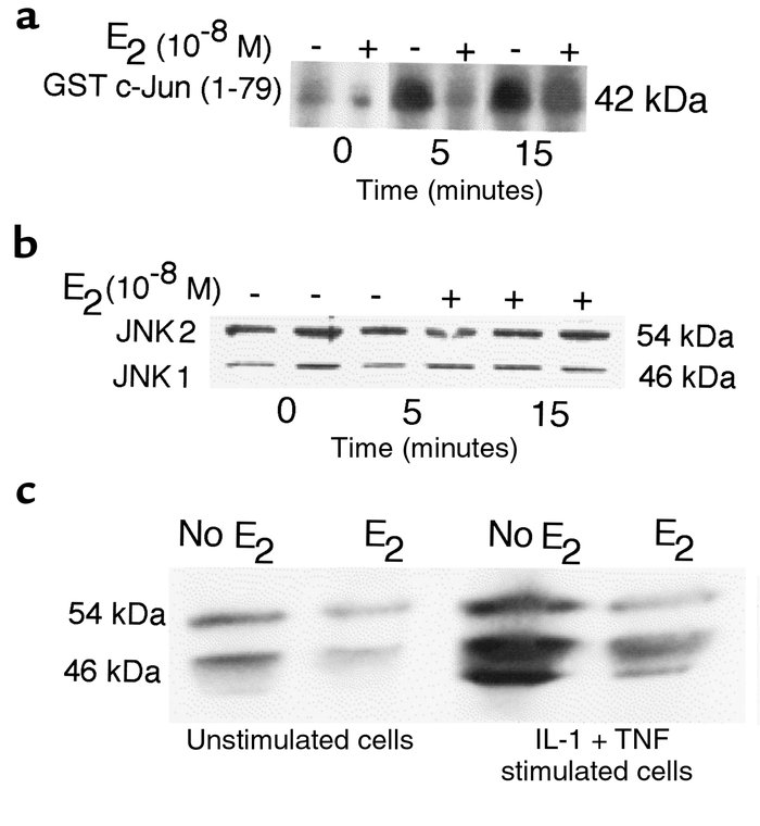 (a) E2 decreases JNK activity in RAW 264.7 cells. RAW 264.7 cells were t...