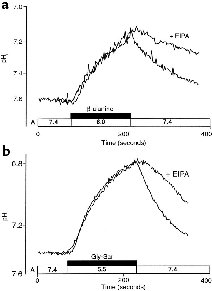 Effect of apical EIPA (100 μM) on Na+-dependent pHi recovery after acidi...