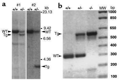 (a) Southern blots of BamHI-digested DNA showing lanes with wild-type (W...