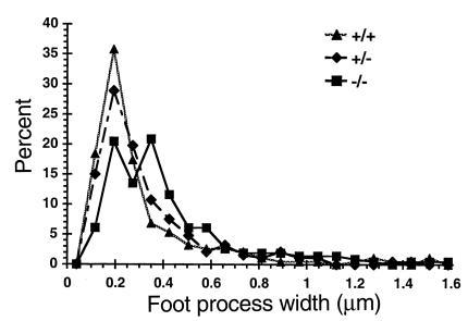Graph of the distribution of foot-process width measured on TEM in regio...