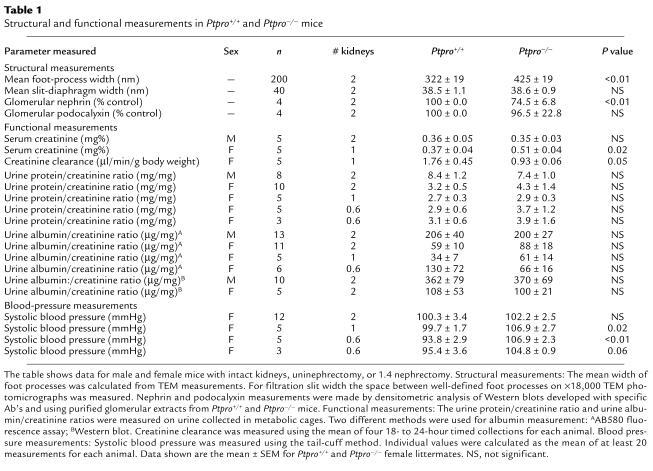 Structural and functional measurements in Ptpro+/+ and Ptpro–/– mice