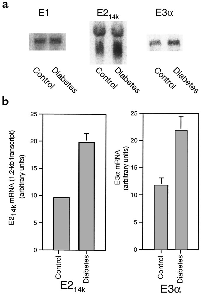 Muscles from diabetic rats contain higher levels of E214k or E3α , but n...