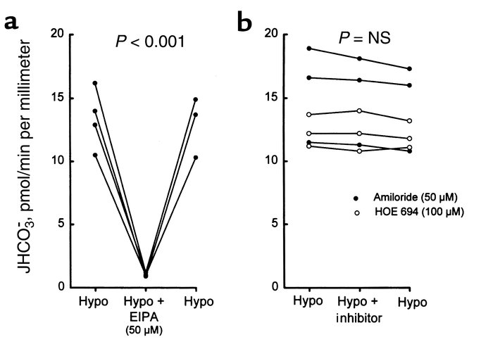 Effects of lumen EIPA, amiloride, and HOE 694 on HCO3– absorption in hyp...