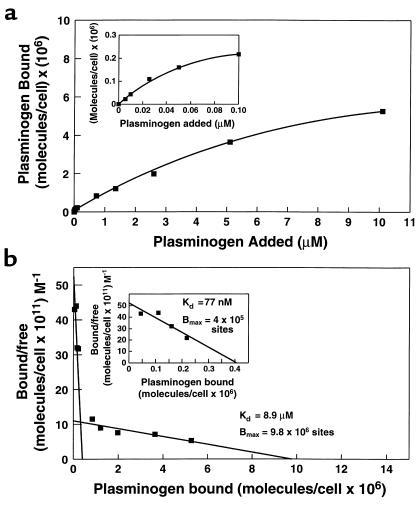 Plasminogen binding to PC12 cells as a function of plasminogen concentra...
