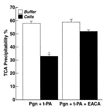 Effect of cells on cleavage of 125I-CgA by plasmin. Either PC12 cells (1...