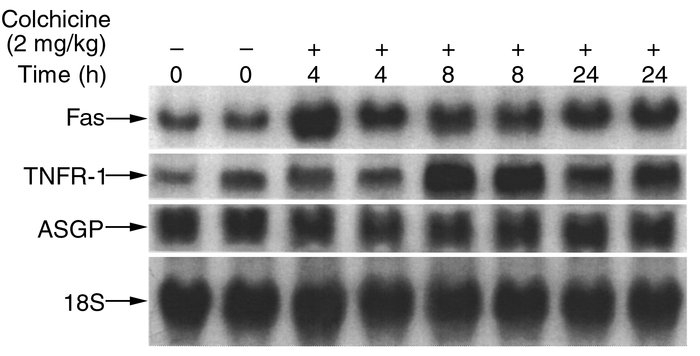 Effect of colchicine on Fas, TNFR-1, and ASGP mRNA in mouse liver. Total...