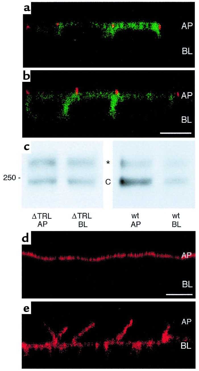 The COOH-terminal PDZ-interacting domain (TRL) is required for polarizat...