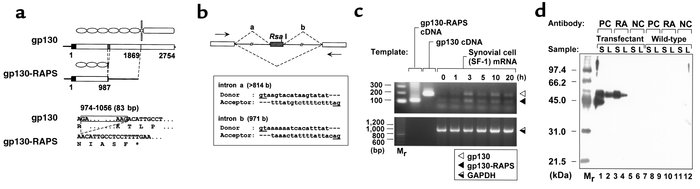 Schematic representations of gp130-RAPS cDNA and its partial genome stru...