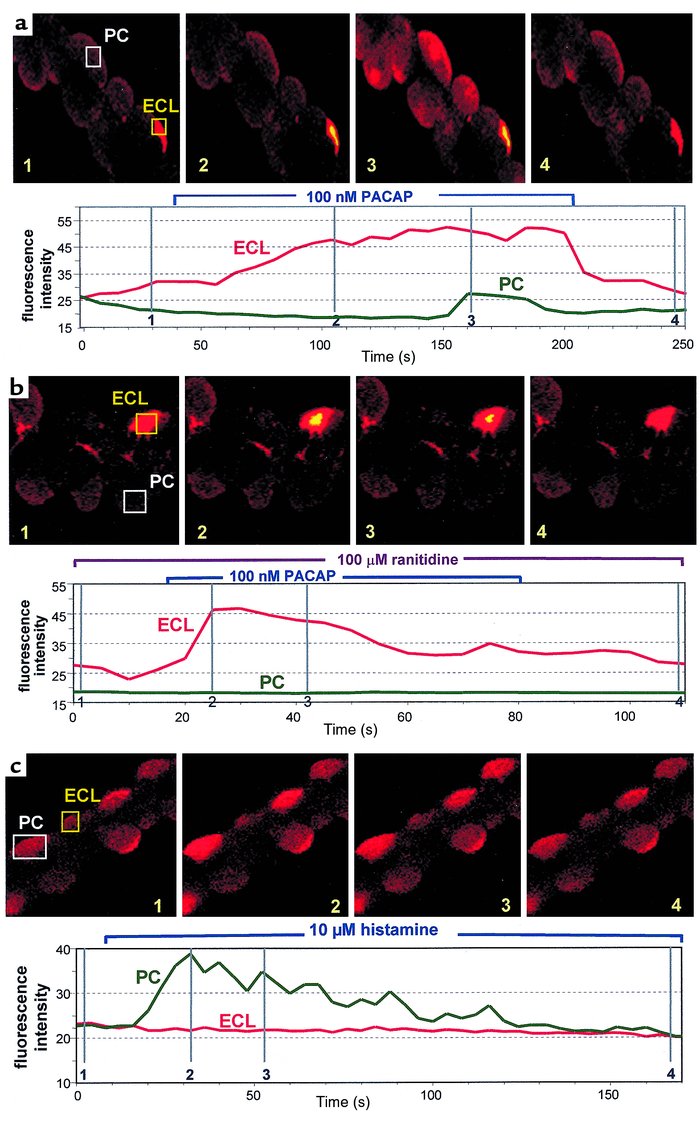 Effect of PACAP and histamine on superfused Fluo-4–loaded gastric glands...