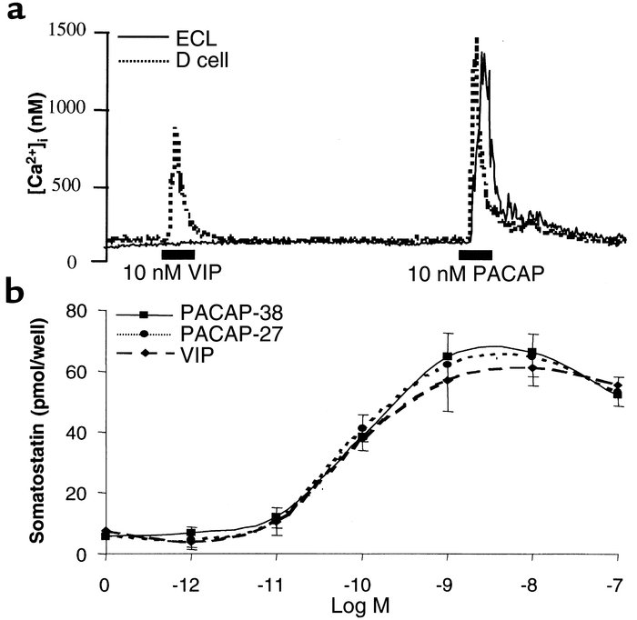 Effects of VIP and PACAP on D cells. (a) Comparison of the effects of VI...