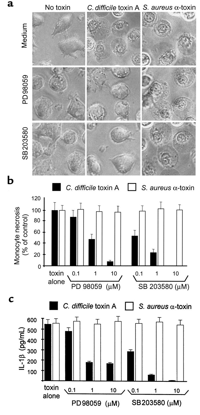The ERK and p38 pathways mediate monocyte necrosis and IL-1β release ind...