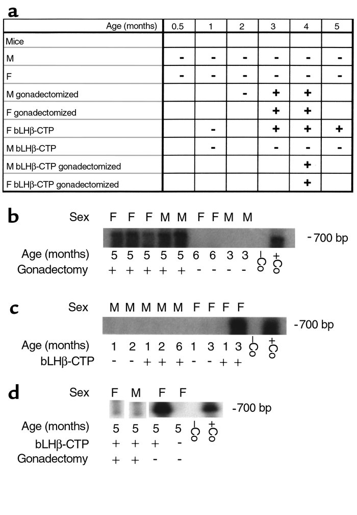 LHR mRNA expression in mouse adrenal glands. (a) Table of RT-PCR results...