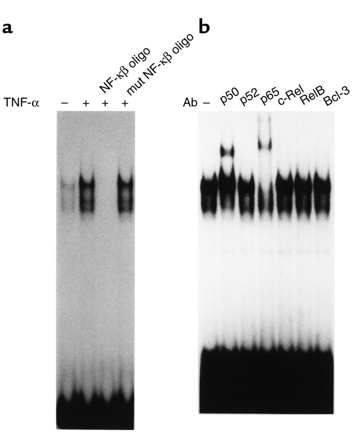 Characterization of activated NF-κB in HepG2 cells. (a) The activation o...