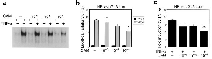 CAM inhibits NF-κB activation. (a) Inhibition of TNF-α–induced NF-κB act...